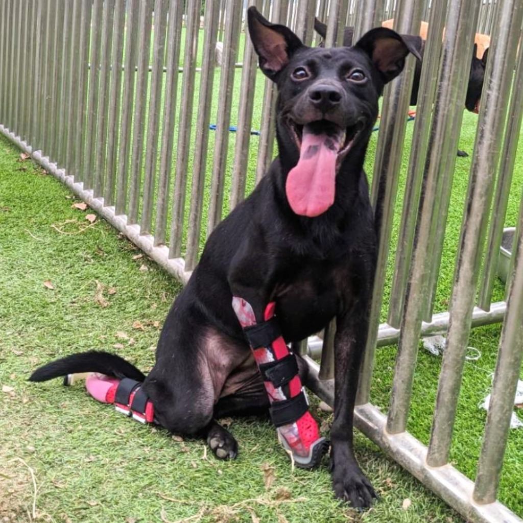 Photo of No. DAAAG1130419002, Adult · Female · Small · Mixed breed