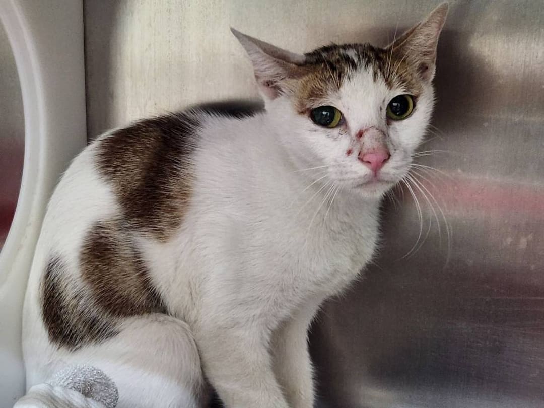 Photo of No. VAAAG113072002, Adult · Female · Medium · Mixed breed