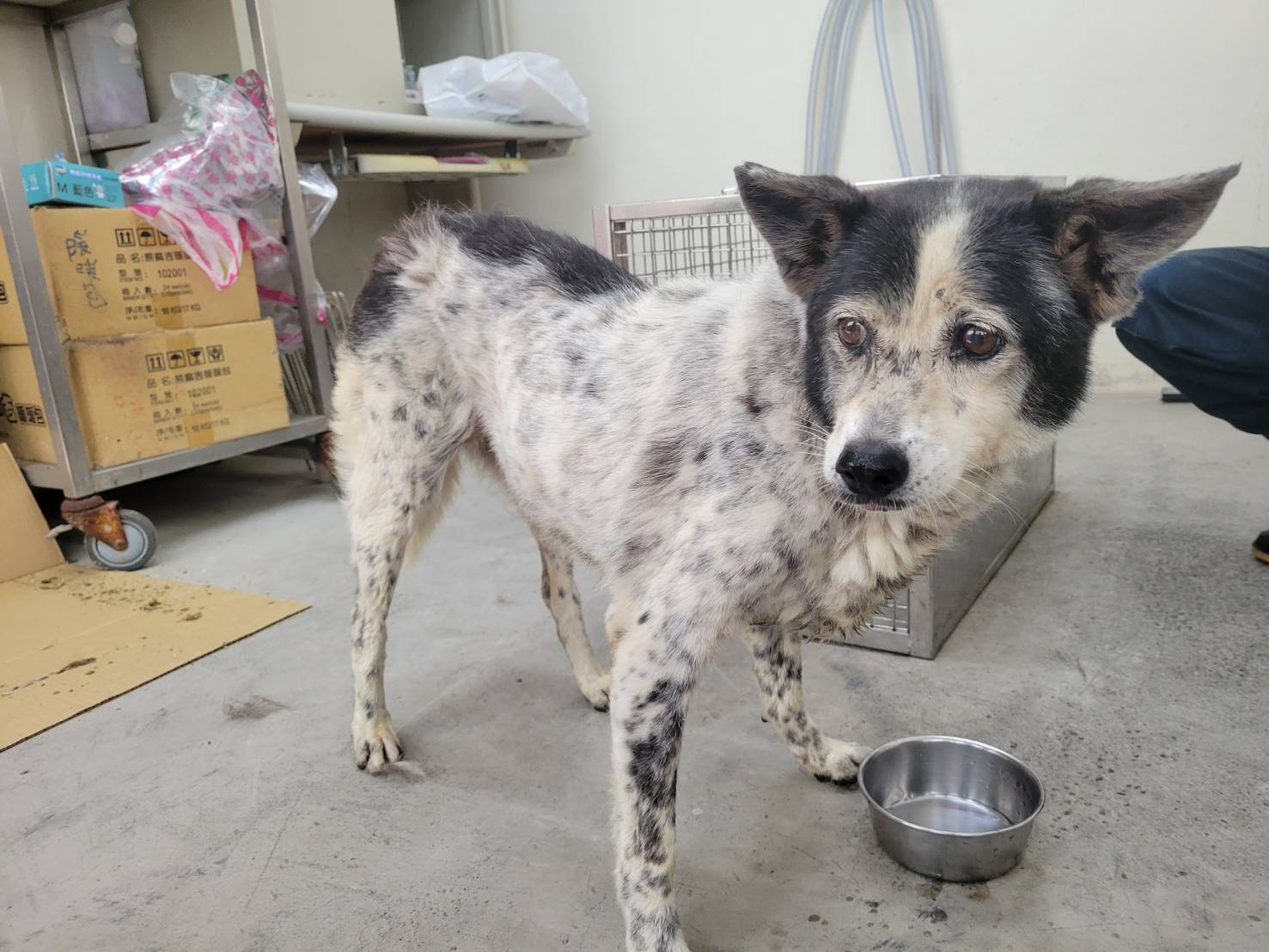 Photo of No. VAAAG113072101, Adult · Female · Medium · Mixed breed