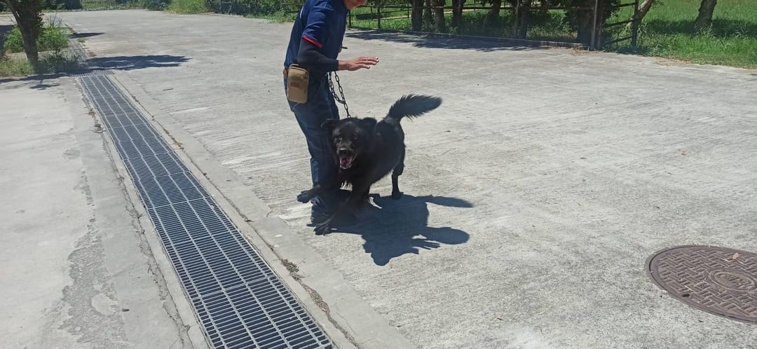 Black adult male mixed-breed dog, Medium, shelter no. …9D01