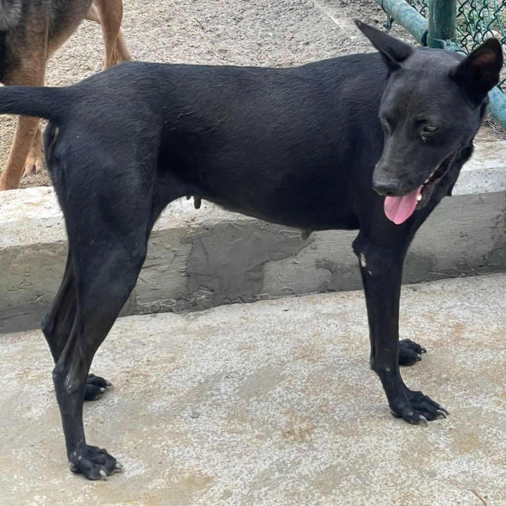 Photo of No. EAAAG1121130003, Adult · Female · Medium · Mixed breed