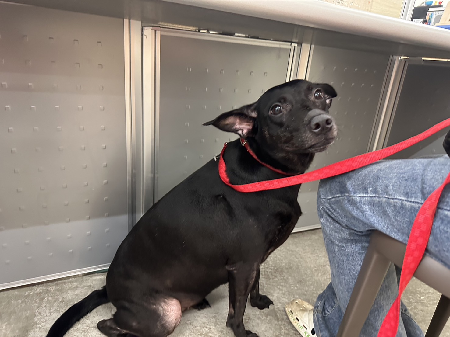Photo of No. VAAAG113072305, Adult · Female · Medium · Mixed breed