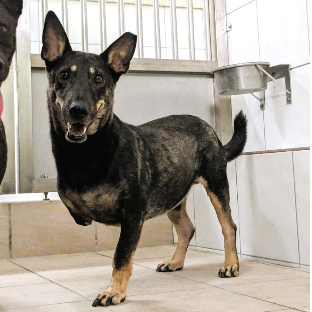 Black adult male mixed-breed dog, Medium, shelter no. …6003