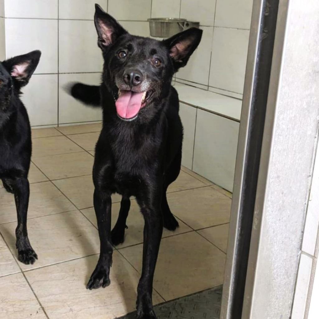 Photo of No. DAAAG1100524002, Adult · Male · Medium · Mixed breed
