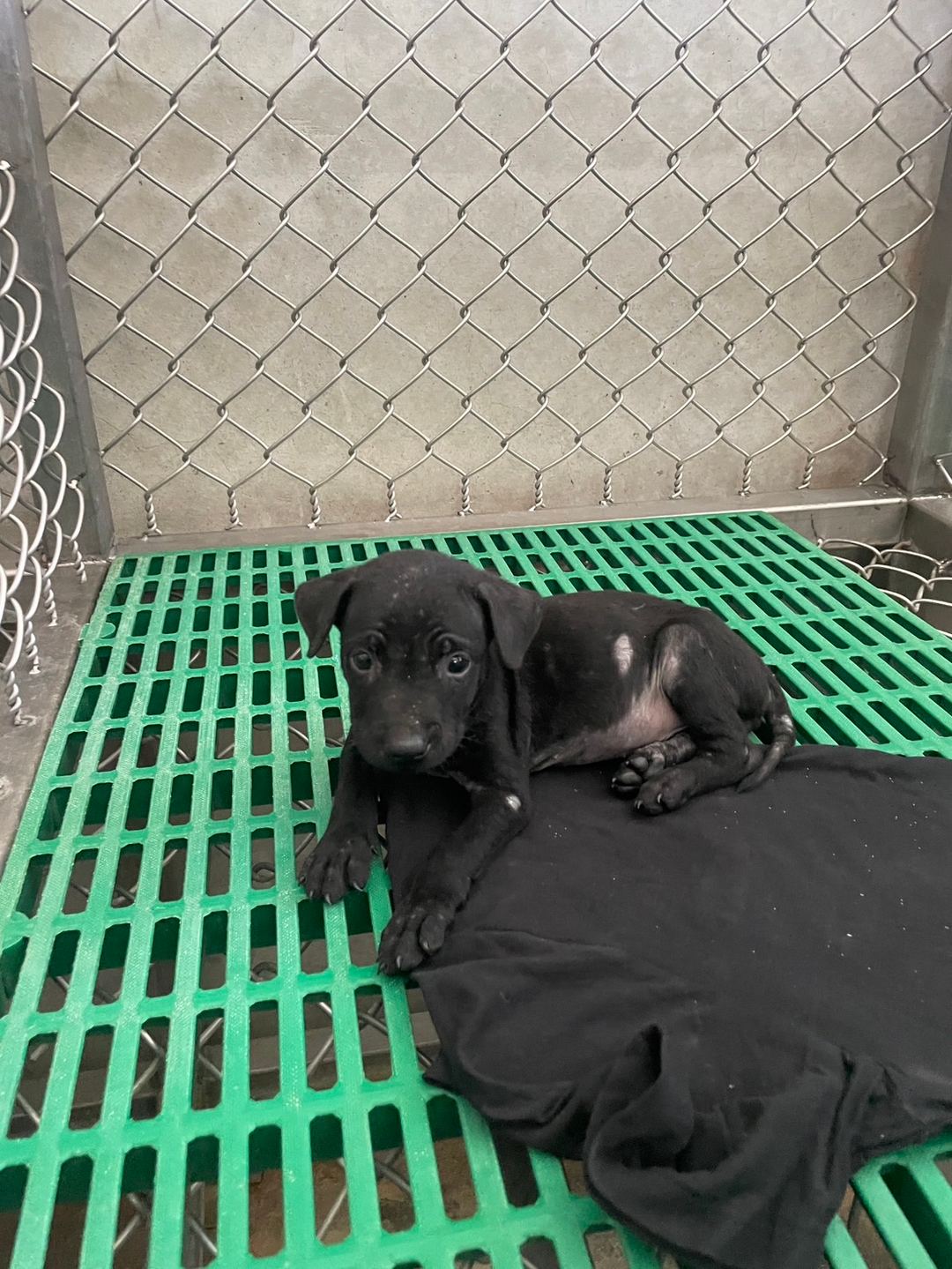Photo of No. NAAAG1130729016, Young · Female · Small · Mixed breed