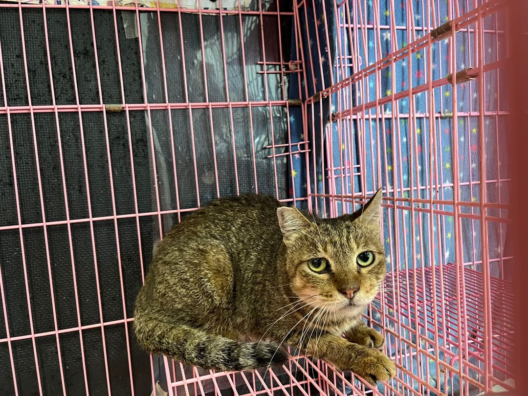 Photo of No. VAAAG113073009, Adult · Female · Medium · Mixed breed
