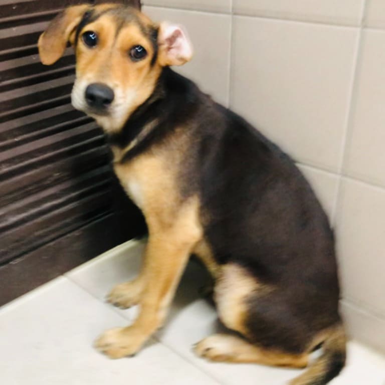 Photo of No. LAABG112060604, Young · Female · Medium · Mixed breed