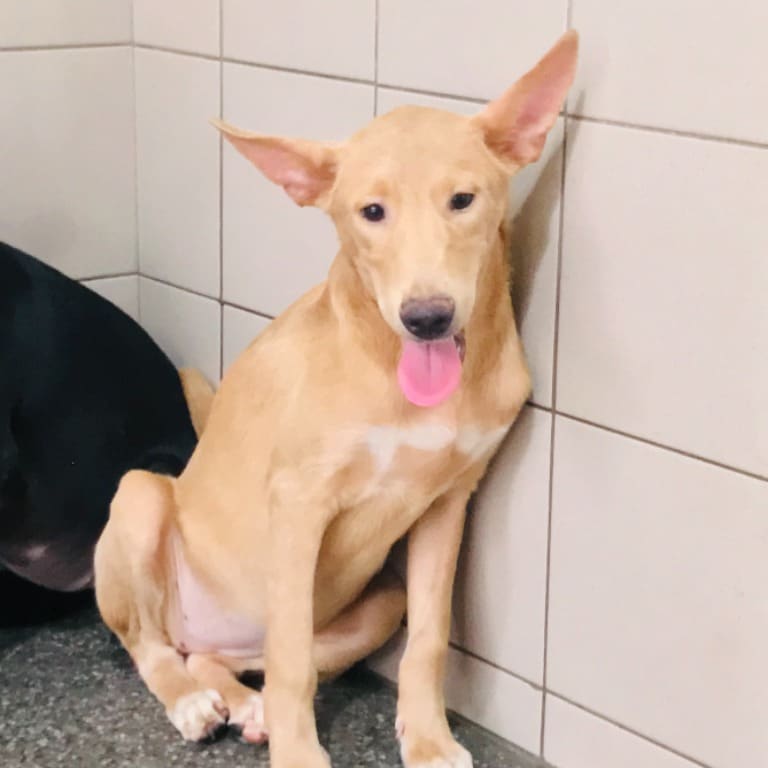 Tan adult female mixed-breed dog, Large, shelter no. …0202