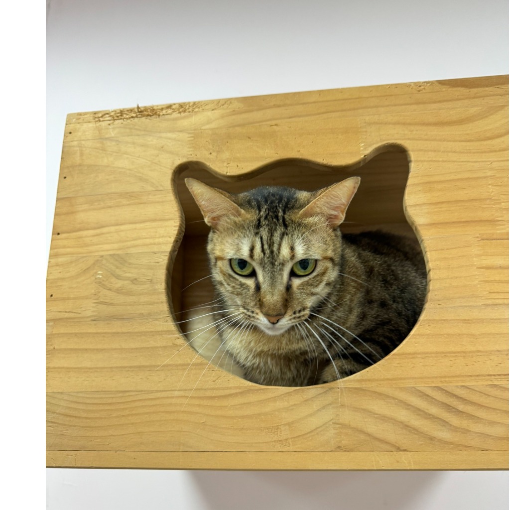 Photo of No. AAAIG1120901005, Adult · Female · Small · Mixed breed