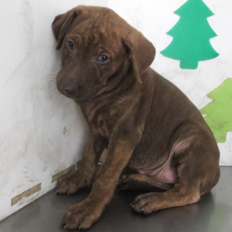 Photo of No. LAABG112041704, Adult · Female · Small · Mixed breed