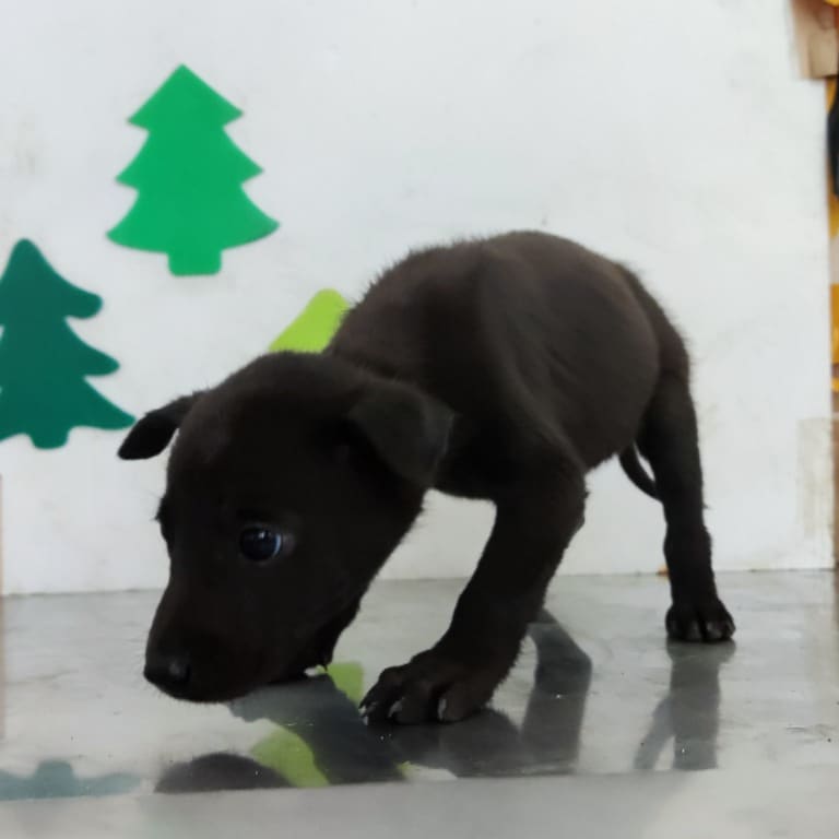 Black young female mixed-breed dog, Small, shelter no. …0807