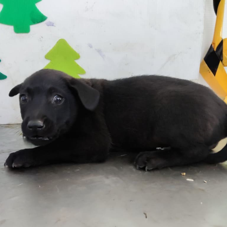 Photo of No. LAABG112020211, Young · Female · Small · Mixed breed