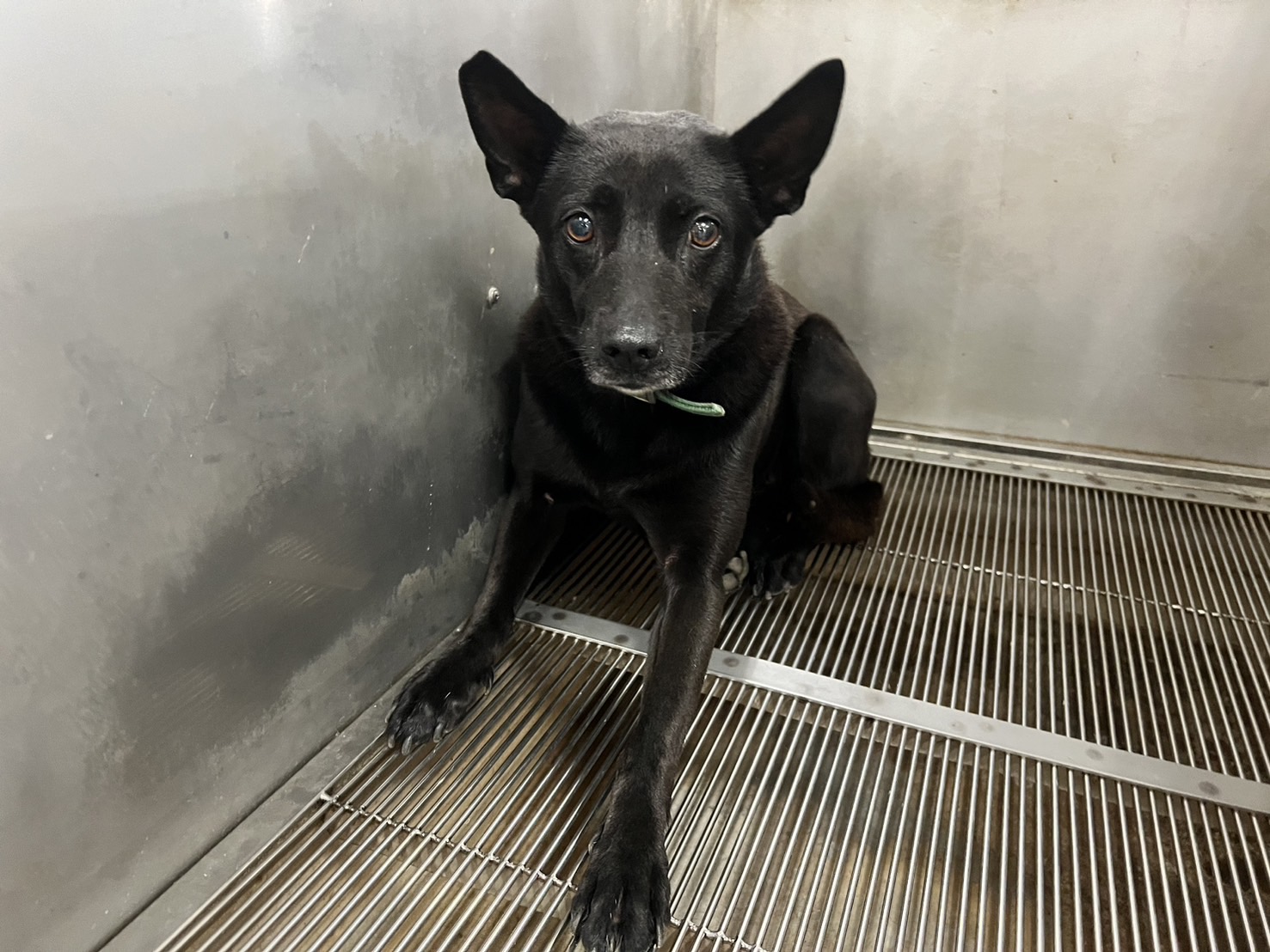Photo of No. CAAAG1130807001, Adult · Female · Medium · Mixed breed