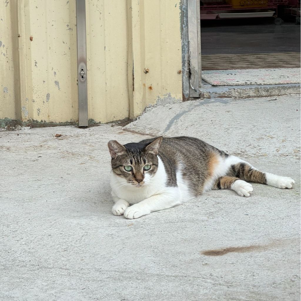 Photo of No. AAAIG1121025004, Adult · Female · Medium · Mixed breed