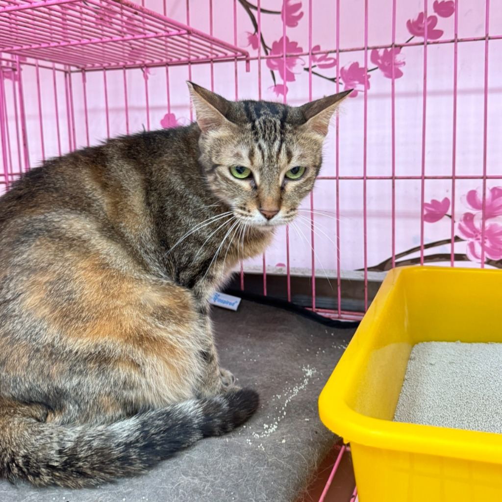 Photo of No. AAAIG1100624002, Adult · Female · Small · Mixed breed