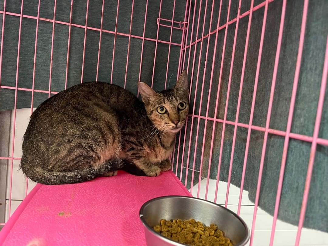 Photo of No. VAAAG113080704, Adult · Female · Medium · Mixed breed