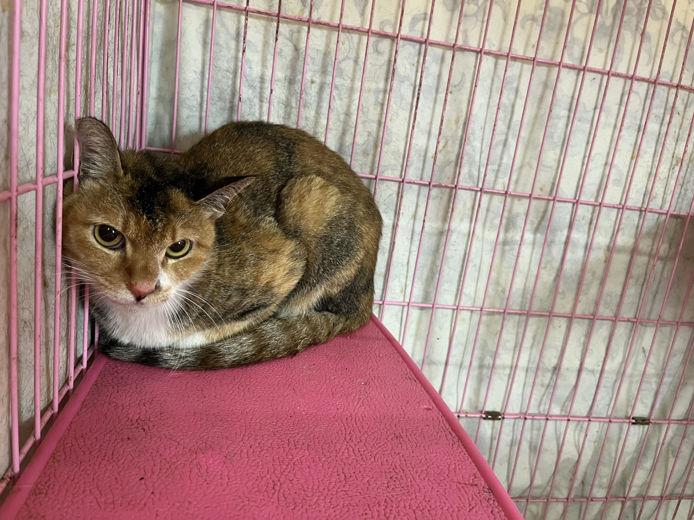 Calico adult female mixed-breed cat, Medium, shelter no. …0910