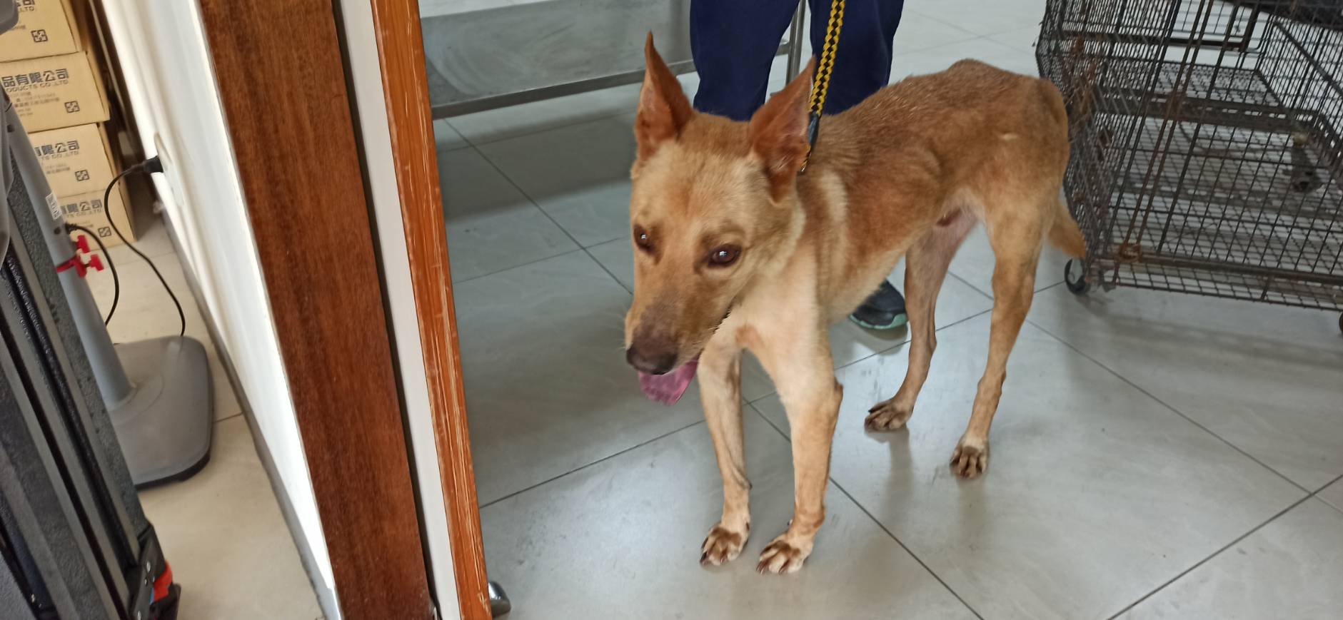 Photo of No. 1130809D01, Adult · Male · Medium · Mixed breed