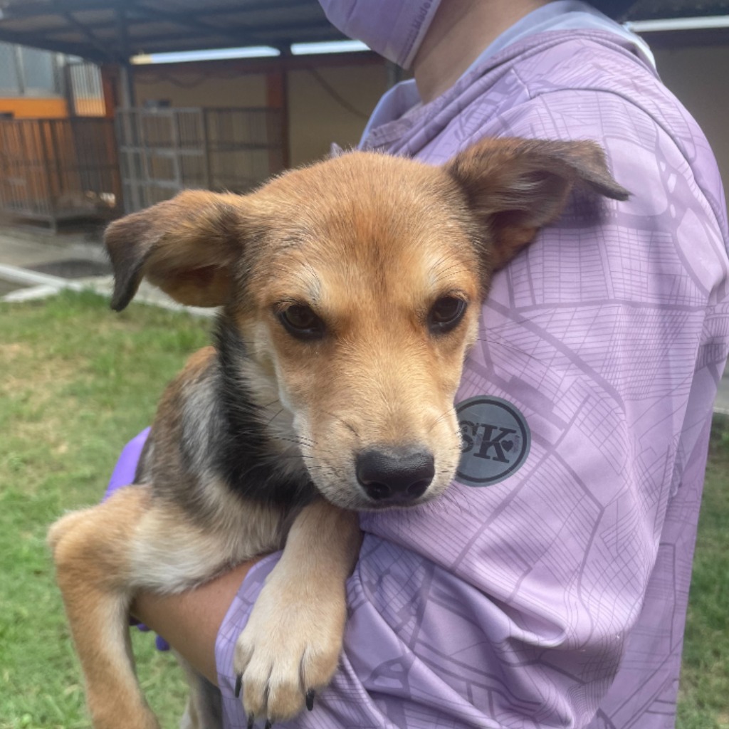 Photo of No. PAAAG1130617012, Young · Female · Medium · Mixed breed