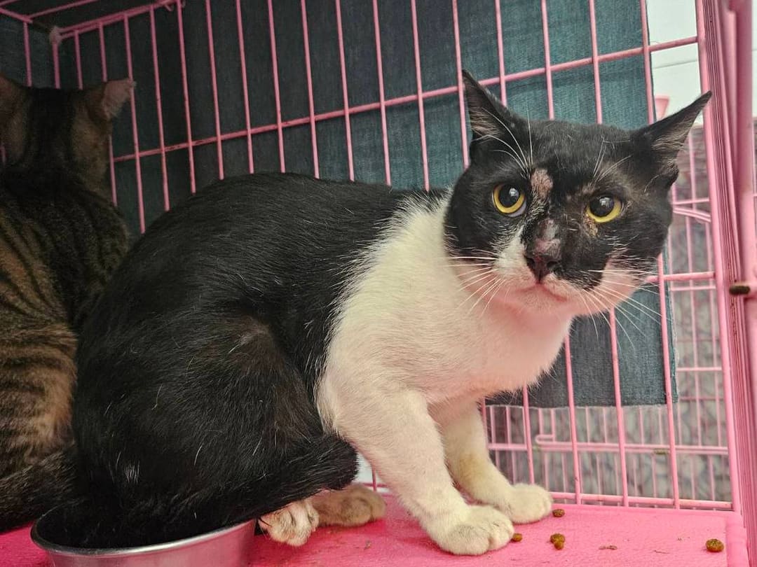 Photo of No. VAAAG113081101, Adult · Male · Medium · Mixed breed