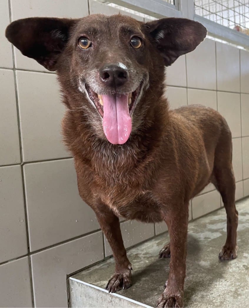 Brown adult female mixed-breed dog, Medium, shelter no. …2008