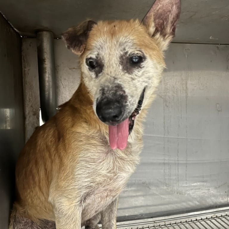 Tan adult male mixed-breed dog, Medium, shelter no. …1202