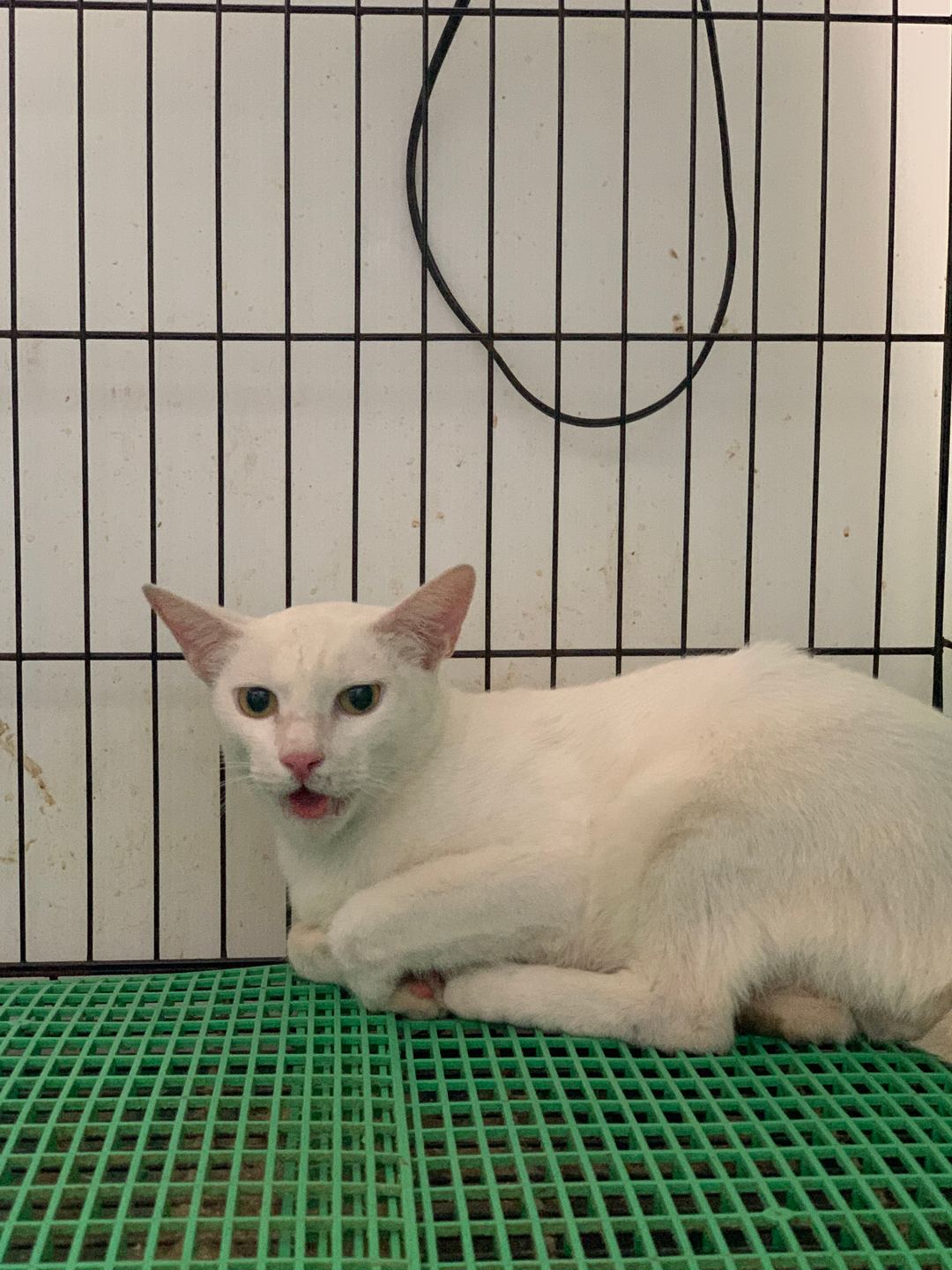 Photo of No. QAAAG1130814001, Adult · Male · Small · Mixed breed