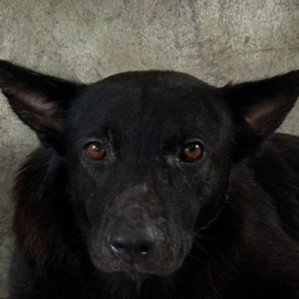 Photo of No. PAAAG1130813004, Adult · Male · Large · Mixed breed
