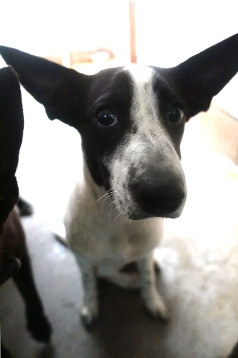 Photo of No. 1131579, Young · Female · Medium · Mixed breed