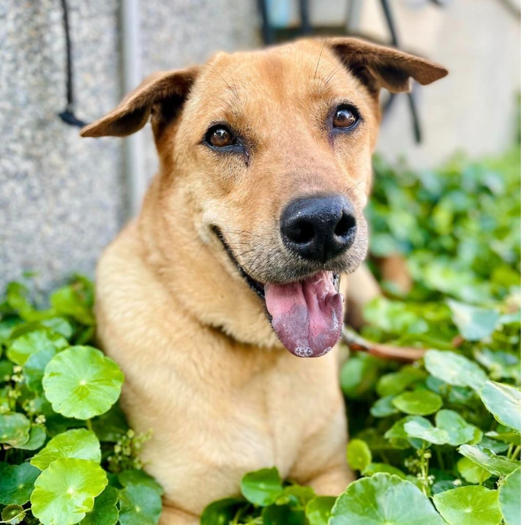 Photo of No. W110620-04, Adult · Male · Large · Mixed breed