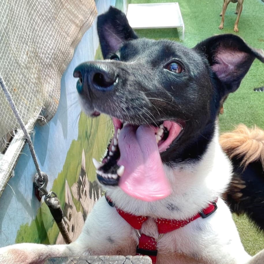 Photo of No. W110523-12, Adult · Female · Medium · Mixed breed