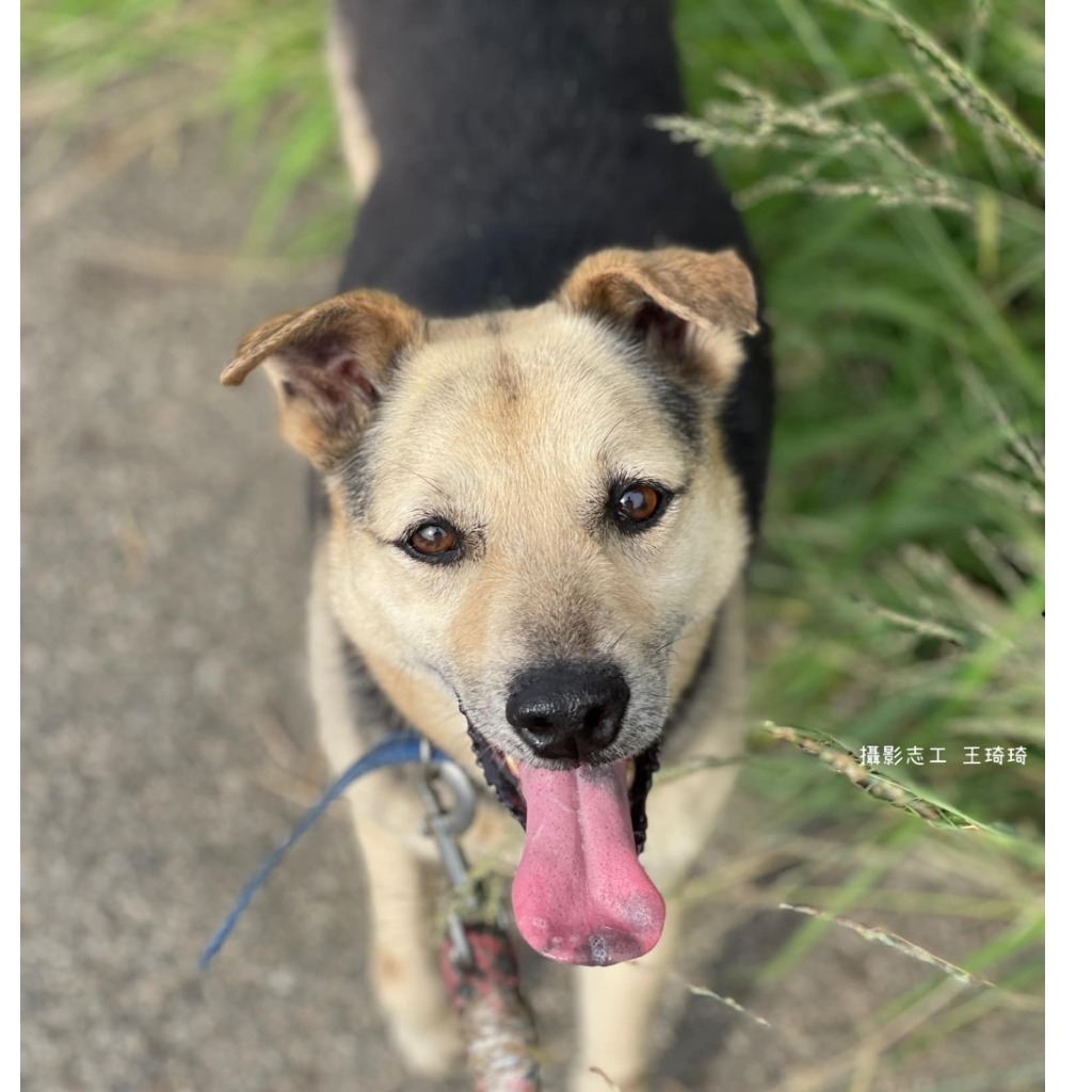 Photo of No. W120821-04, Adult · Male · Medium · Mixed breed