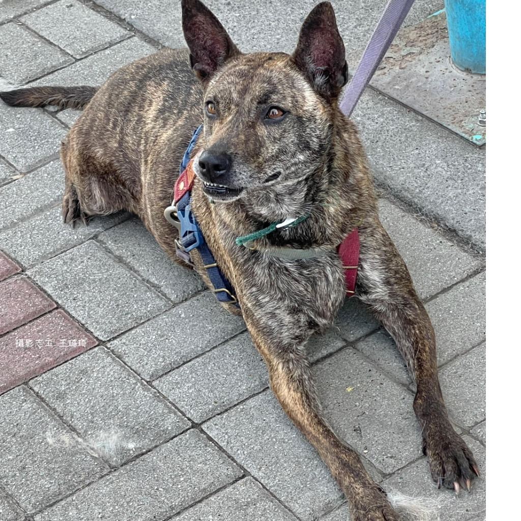 Photo of No. W120511-11, Adult · Female · Medium · Mixed breed