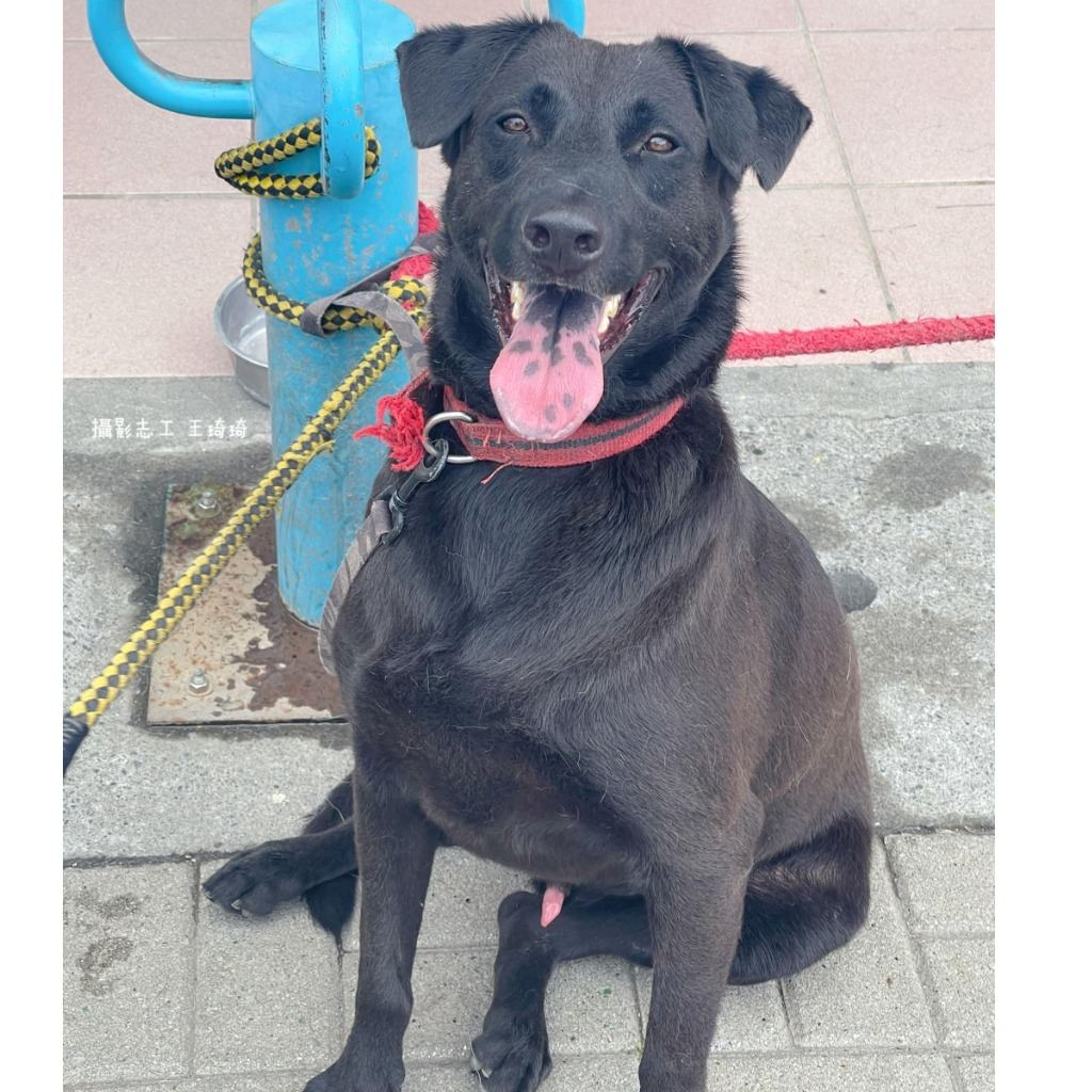 Photo of No. W120309-07, Adult · Male · Medium · Mixed breed