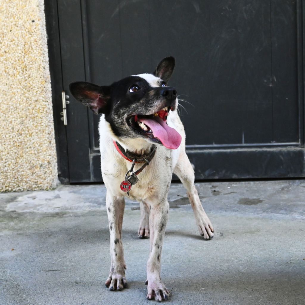 Photo of No. OAAAG1130315003, Adult · Female · Medium · Mixed breed