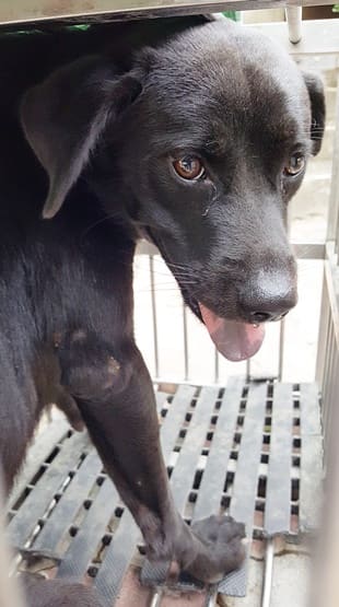 Photo of No. FAAAG11308160002, Adult · Male · Medium · Mixed breed
