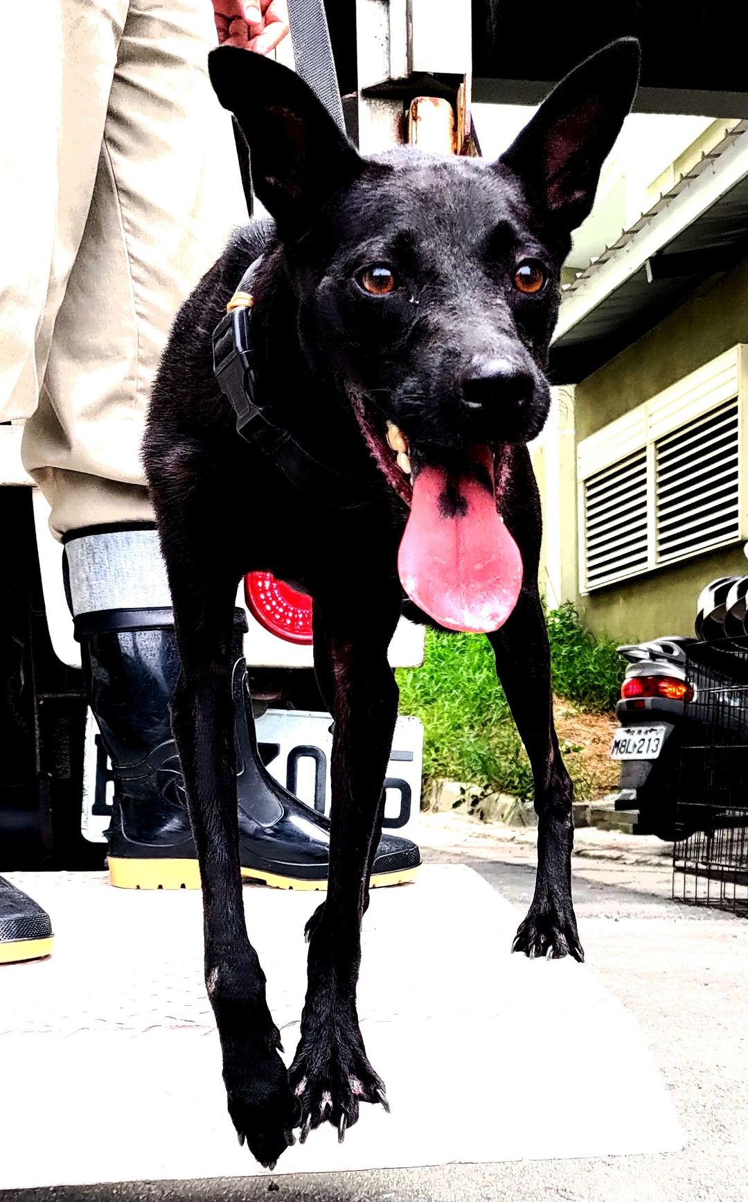 Black adult female mixed-breed dog, Medium, shelter no. …9001