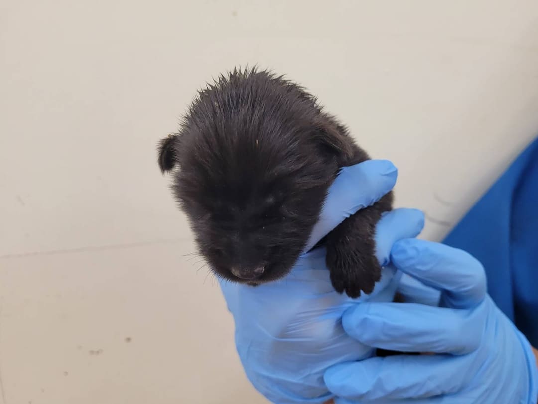 Photo of No. VAAAG113081802, Young · Female · Small · Mixed breed