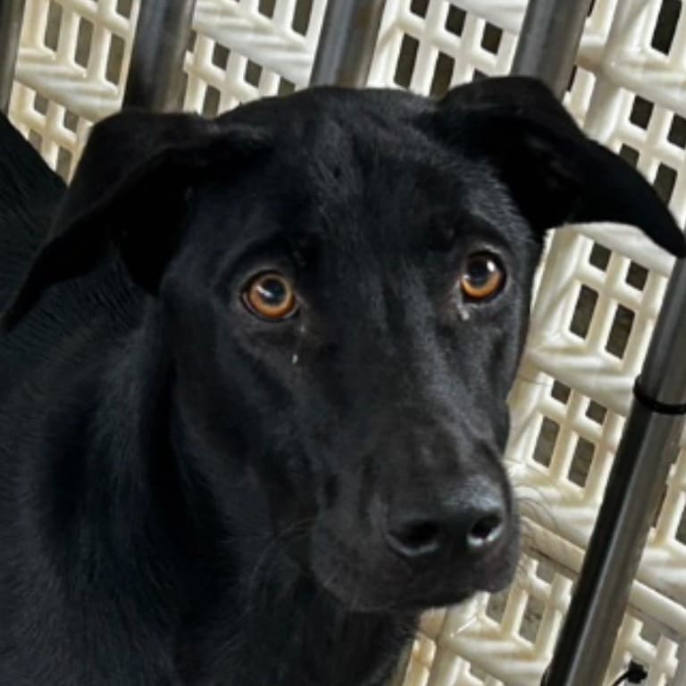 Photo of No. PAAAG1130814006, Adult · Male · Large · Mixed breed