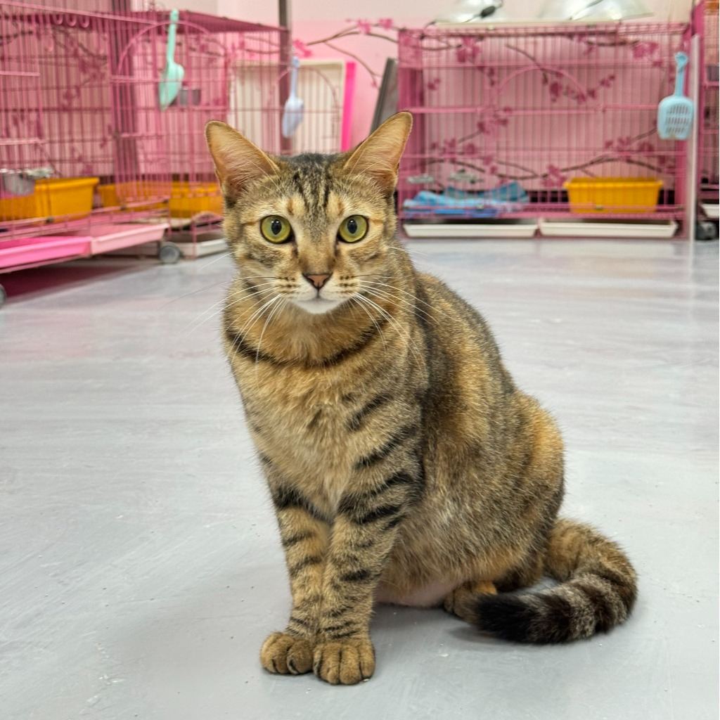 Tabby adult female mixed-breed cat, Small, shelter no. …1001