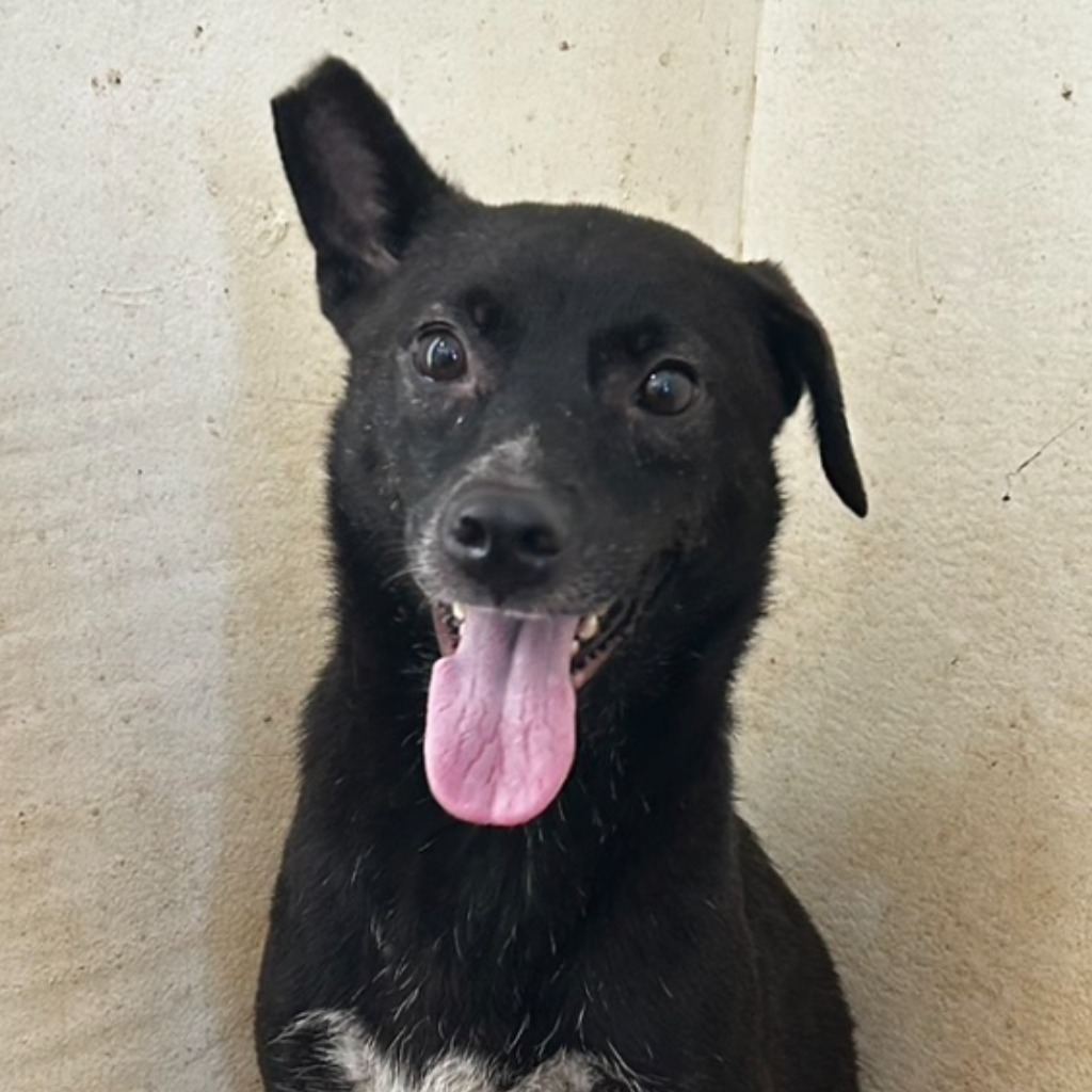 Black adult female mixed-breed dog, Large, shelter no. …2004