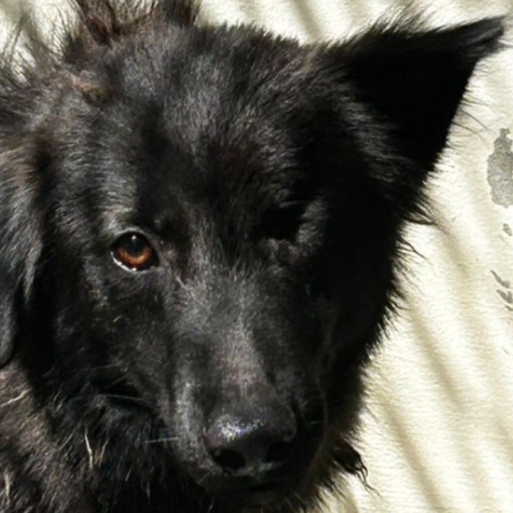 Photo of No. PAAAG1120720056, Adult · Male · Medium · Mixed breed
