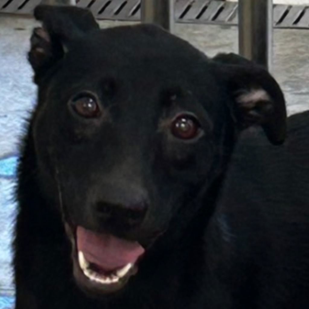 Photo of No. PAAAG1120605014, Adult · Female · Large · Mixed breed