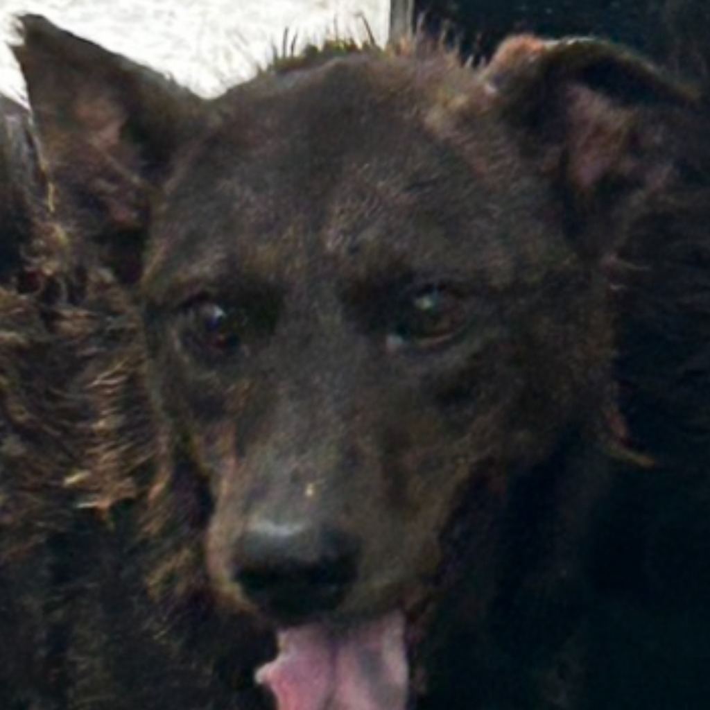 Photo of No. PAAAG1101222020, Adult · Female · Large · Mixed breed