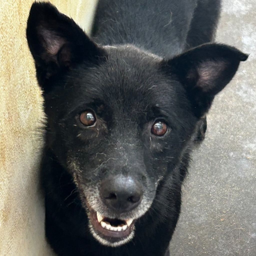 Photo of No. PAAAG1100409014, Adult · Female · Large · Mixed breed