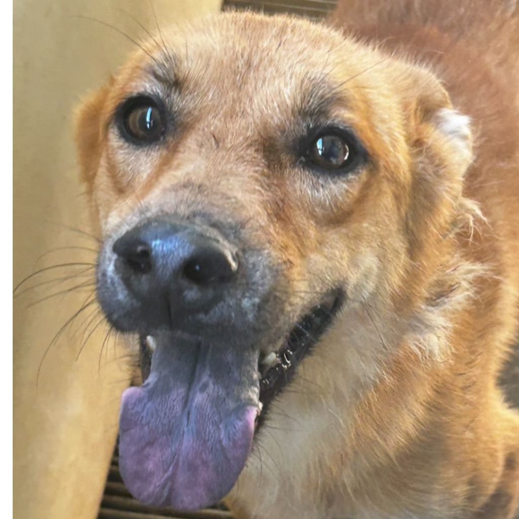 Black-and-tan adult female mixed-breed dog, Large, shelter no. …0029
