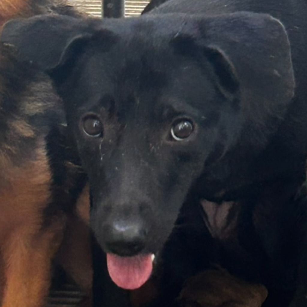 Photo of No. PAAAG1121021027, Adult · Female · Medium · Mixed breed