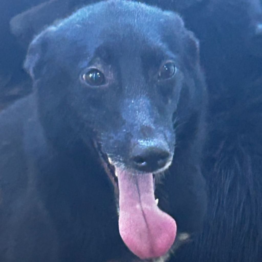 Photo of No. PAAAG1101230049, Adult · Female · Large · Mixed breed