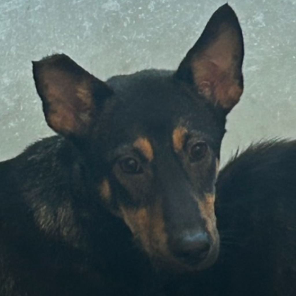 Black-and-tan adult female mixed-breed dog, Medium, shelter no. …6022