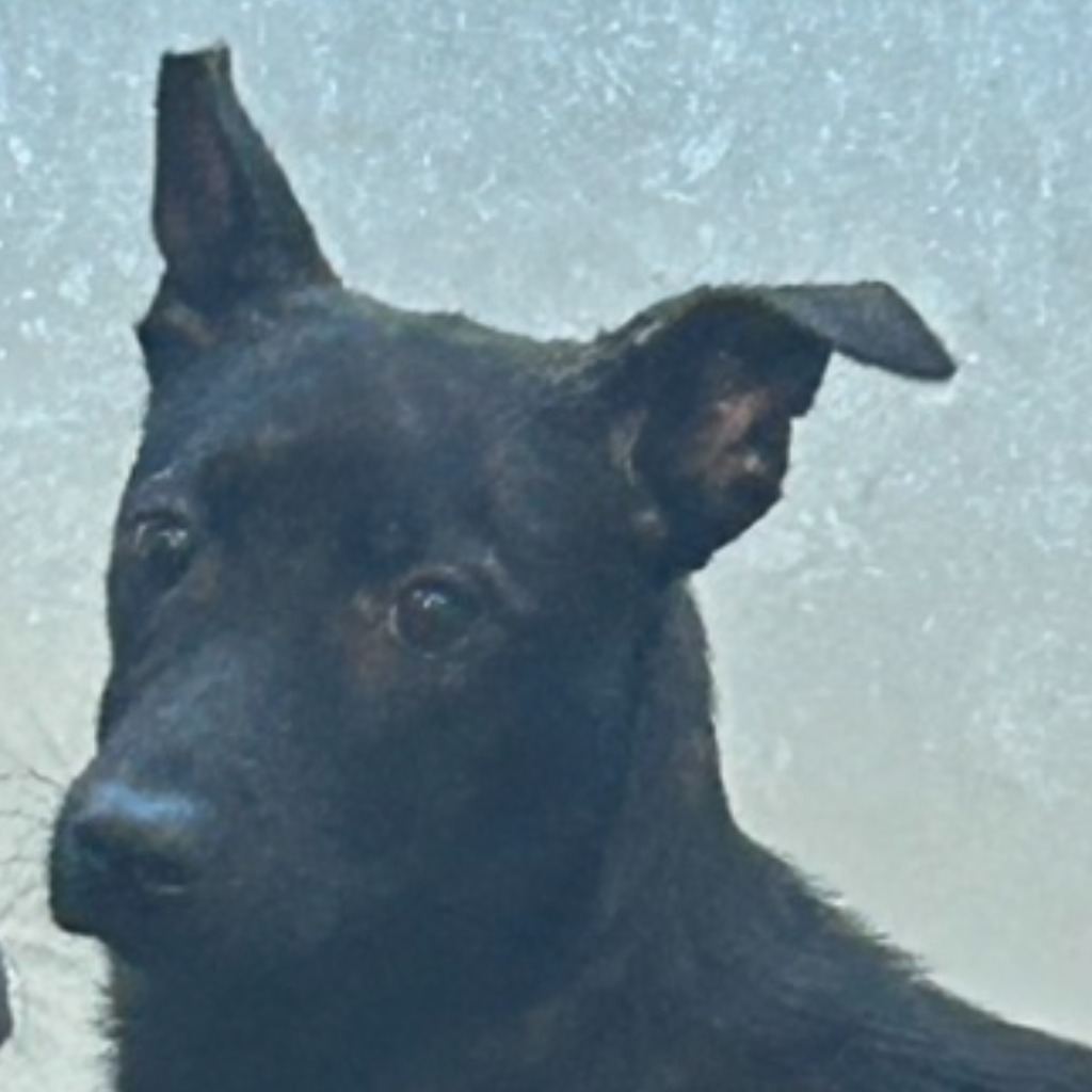 Photo of No. PAAAG1130228016, Adult · Female · Medium · Mixed breed